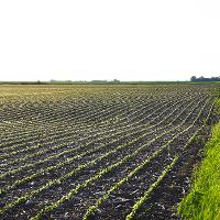 A field of crops in early spring in Eastern South Dakota.