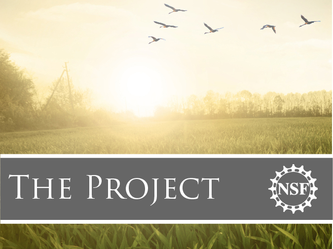 photo of birds flying over a field as the sun goes down and the words 'The Project' and the NSF logo in a grey banner