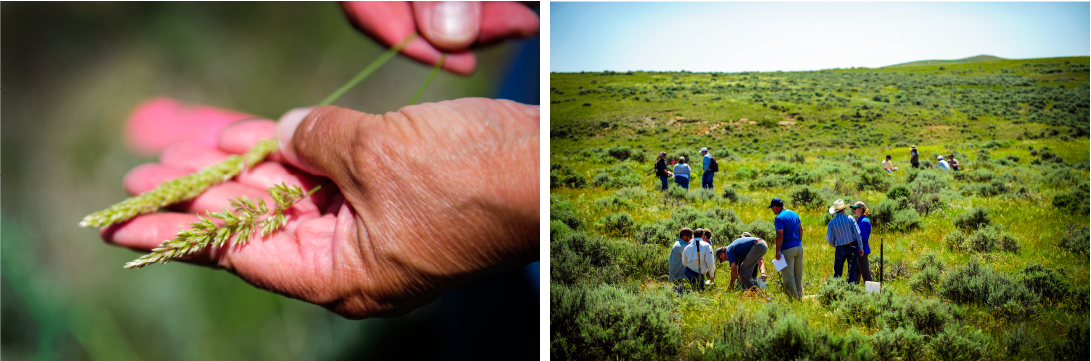 A photo of a hand holding a piece of grass and a photo of people standing in a green field making observations