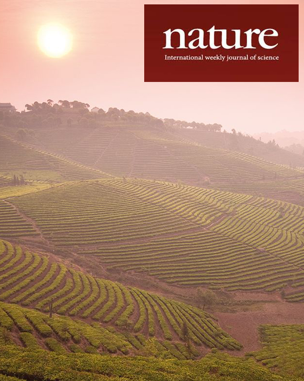 Photo of sunset of field of tea growing with 'Nature Journal' logo