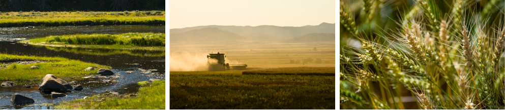 three photos--a stream through a meadow, a tractor in a field, and a close up of wheat